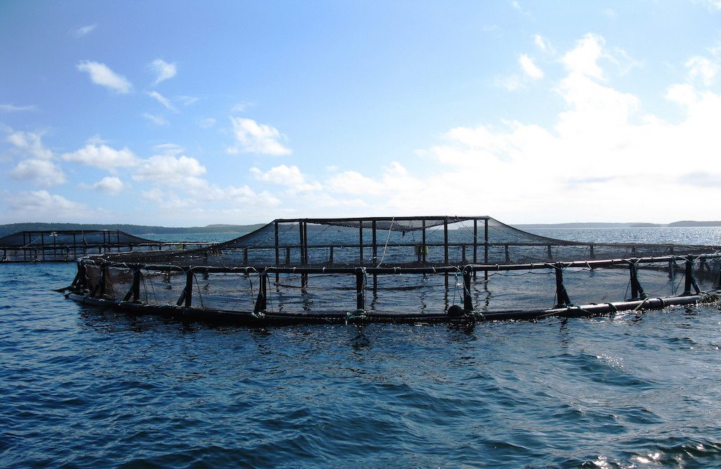Is it time to reconsider aquaculture?
