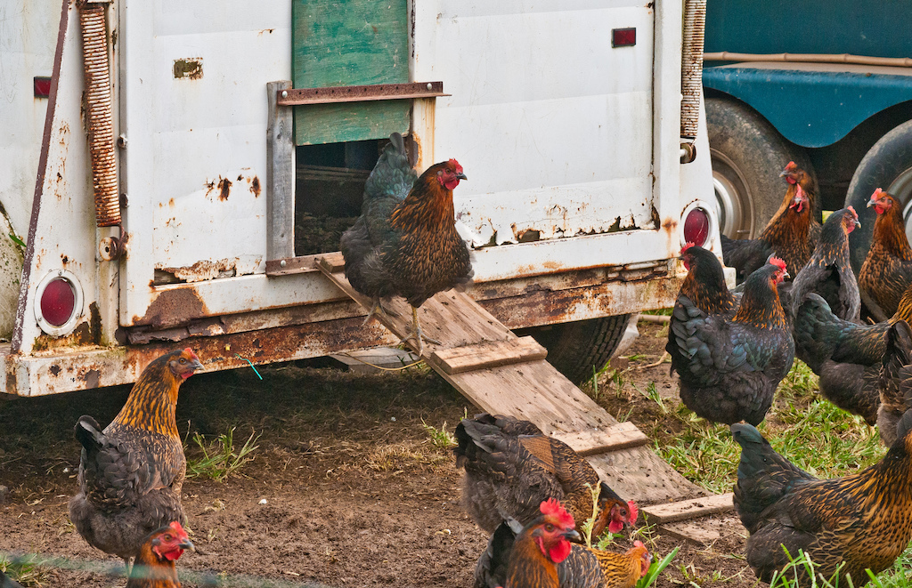 hens at an organic farm
