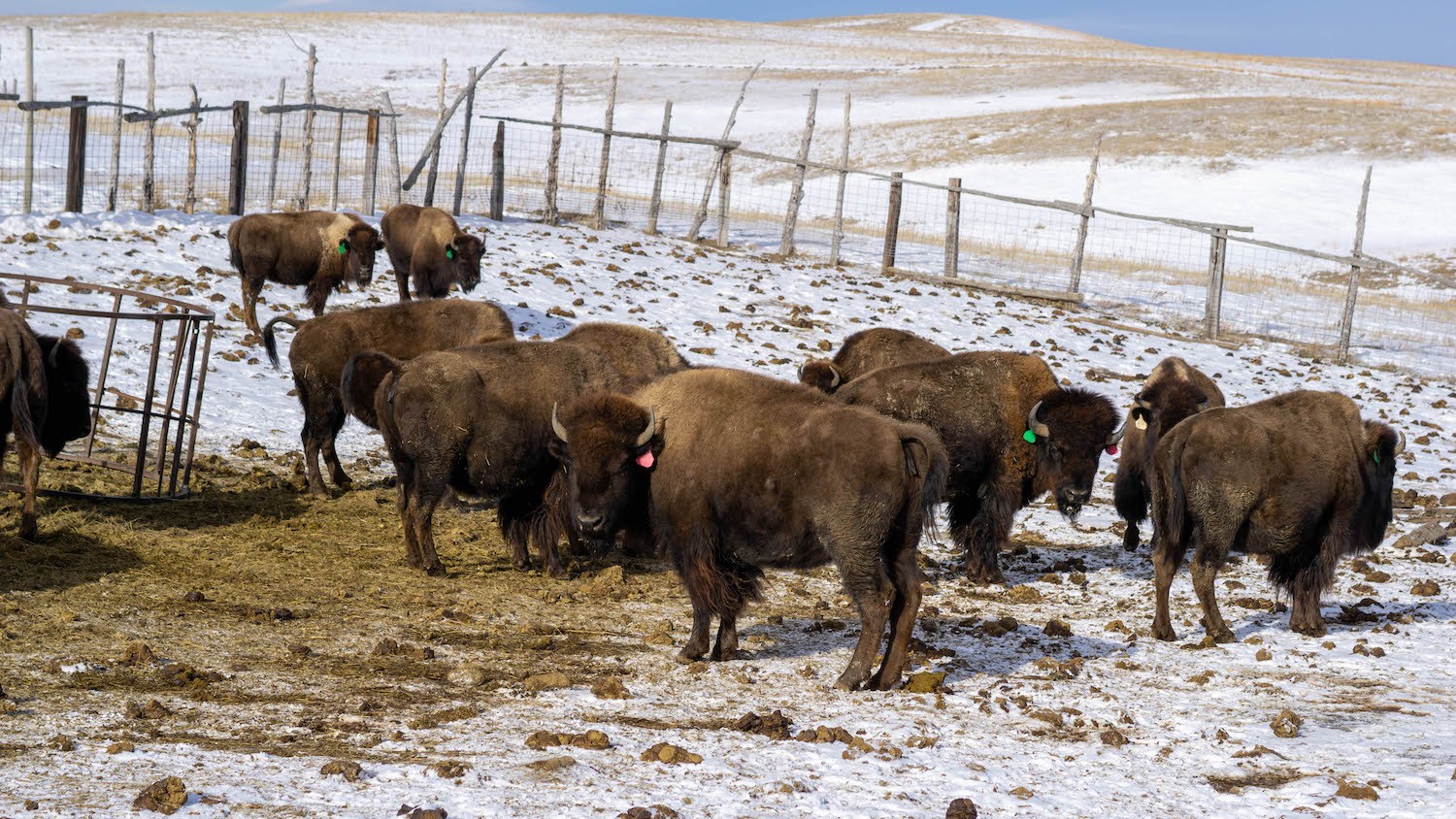 bison Bamm Brewer ranch