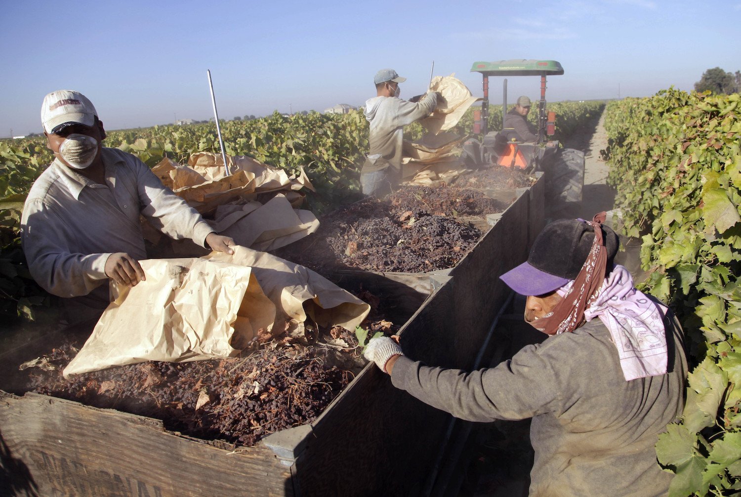 In this Sept. 24, 2013 file photo taken near Fresno, Calif., farmworkers pick paper trays of dried raisins off the ground and heap them onto a trailer in the final step of raisin harvest.
