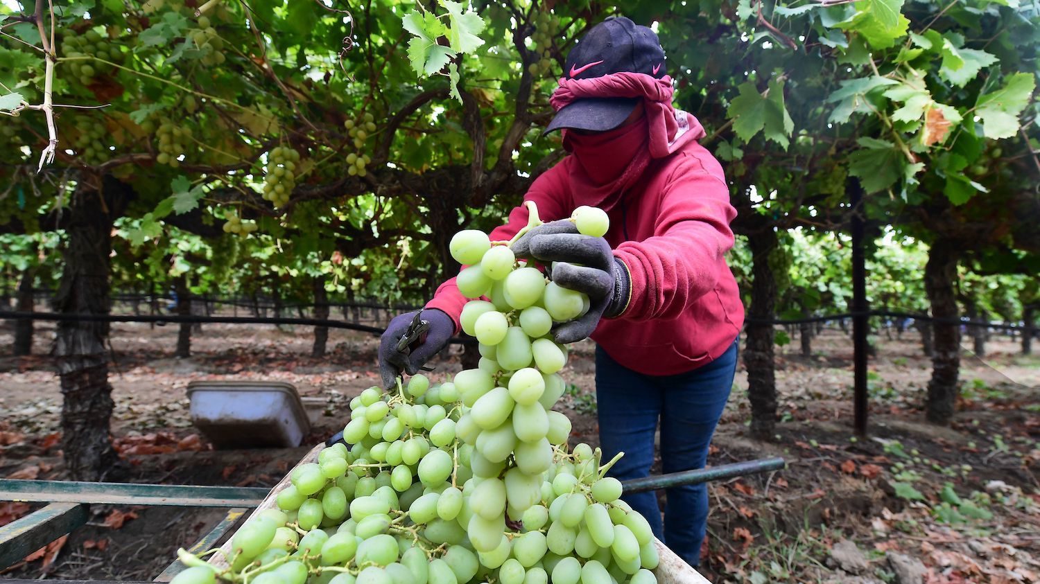 A farmworker picks grapes on October 4, 2021, in the Kern County town of Lamont, California, where record heat has fuelled drought and wildfires.