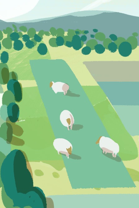 Image of sheep grazing in a rotational pasture within the context of a regenerative farm (May 2021)