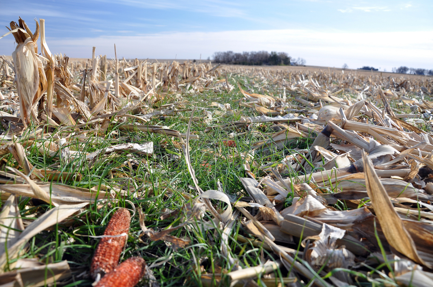 How the federal government is discouraging regenerative agriculture. Credit: Natural Resources Conservation Service / Flickr, March 2019