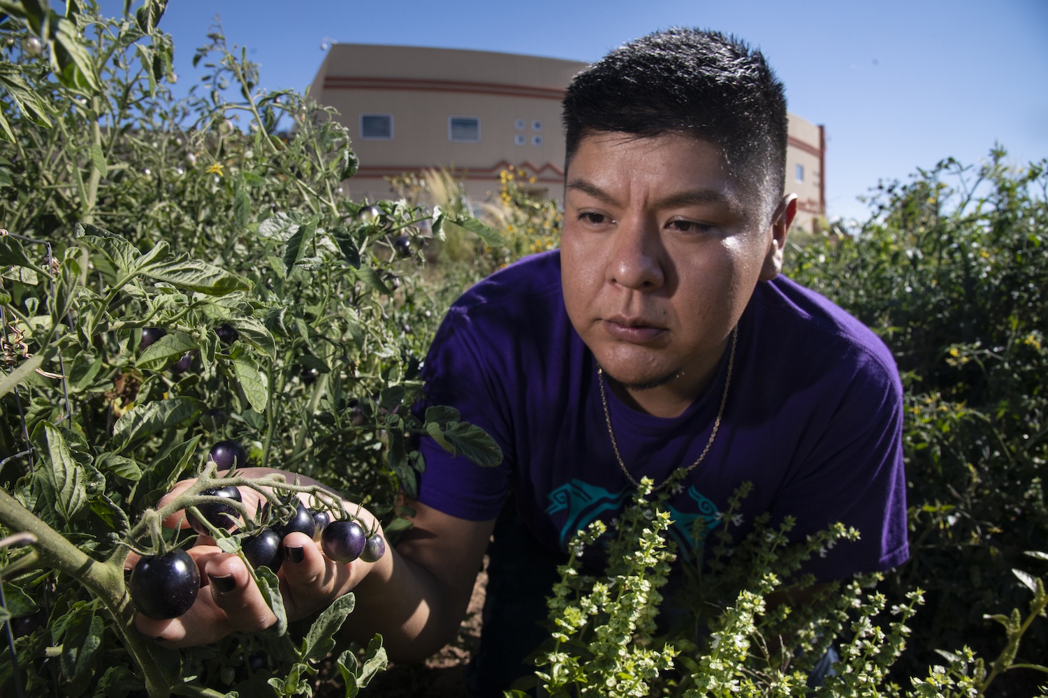 While white co-founders shill their food startup ideas in the pages of glossy magazines, Native producers and entrepreneurs struggle to attract basic press interest and investment. Left, Institute of American Indian Arts (IAIA) research assistant Kyle Kootswaytewa checks on the health of black tomatoes in the IAIA Demonstration Garden, in Santa Fe, NM, on Sept. 11, 2019.