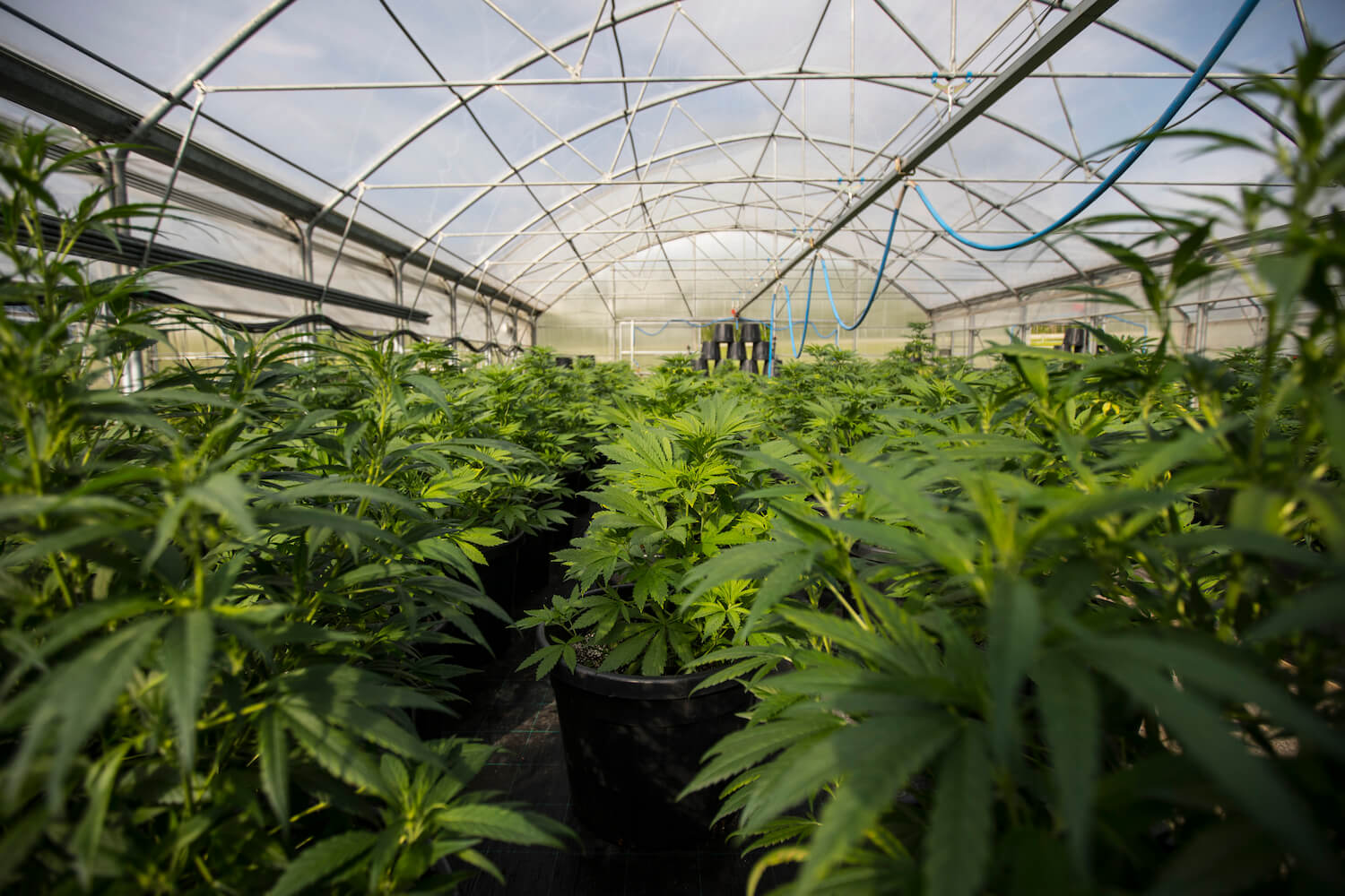 Marijuana grows in greenhouse in black pots. February 2022