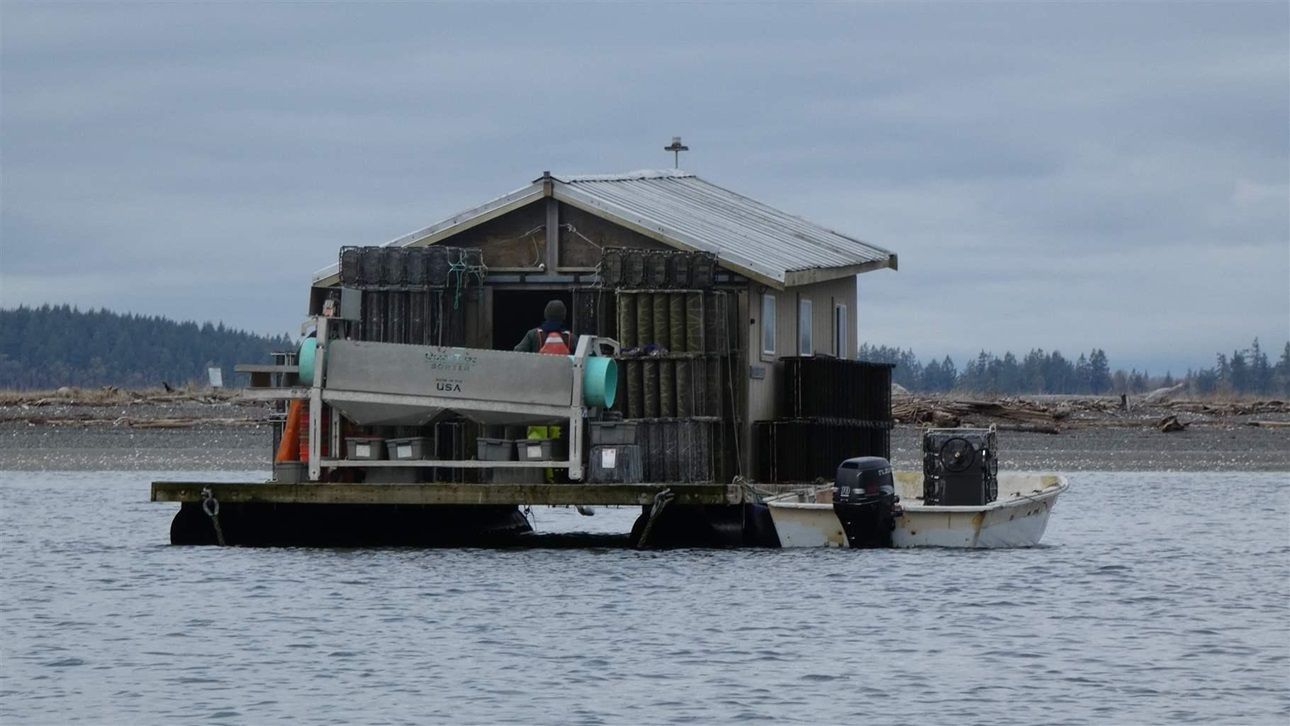 The M.V. Kelp, a floating processing facility, serves the shellfish and seaweed operations at Blue Dot Sea Farms in Washington’s Hood Canal. March 2022