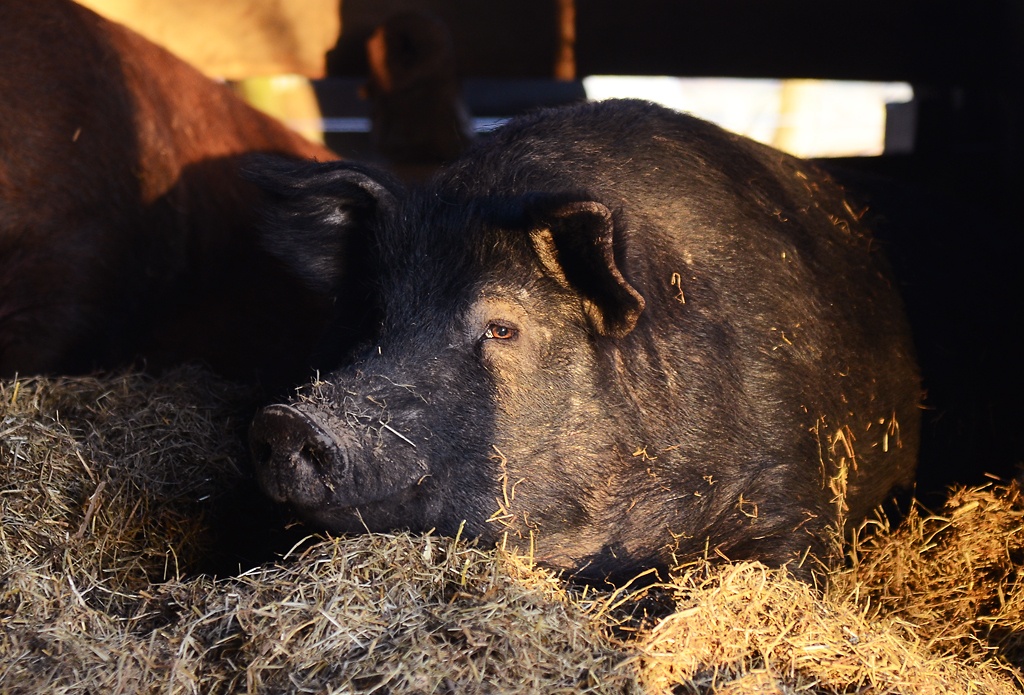 Black pig lying in straw with golden sunlight on eye and face investigate midwest January 2022.