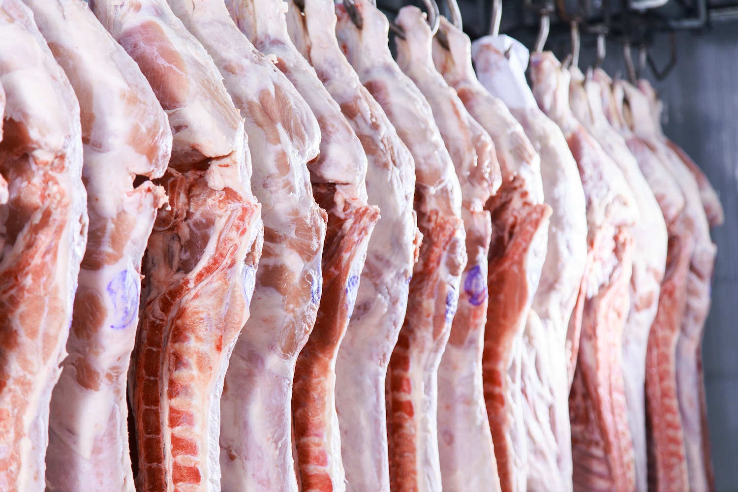 Raw pork meat hanging in a refrigerator of meat factory. December 2021