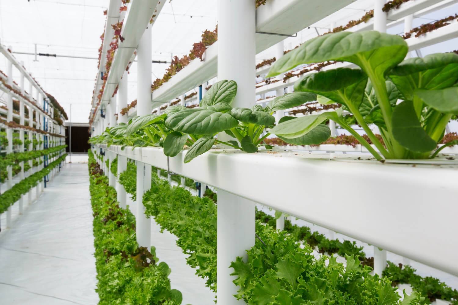 An indoor farm, utilizing hydroponics and vertical farming to maximise production and minimize water usage. September 2020