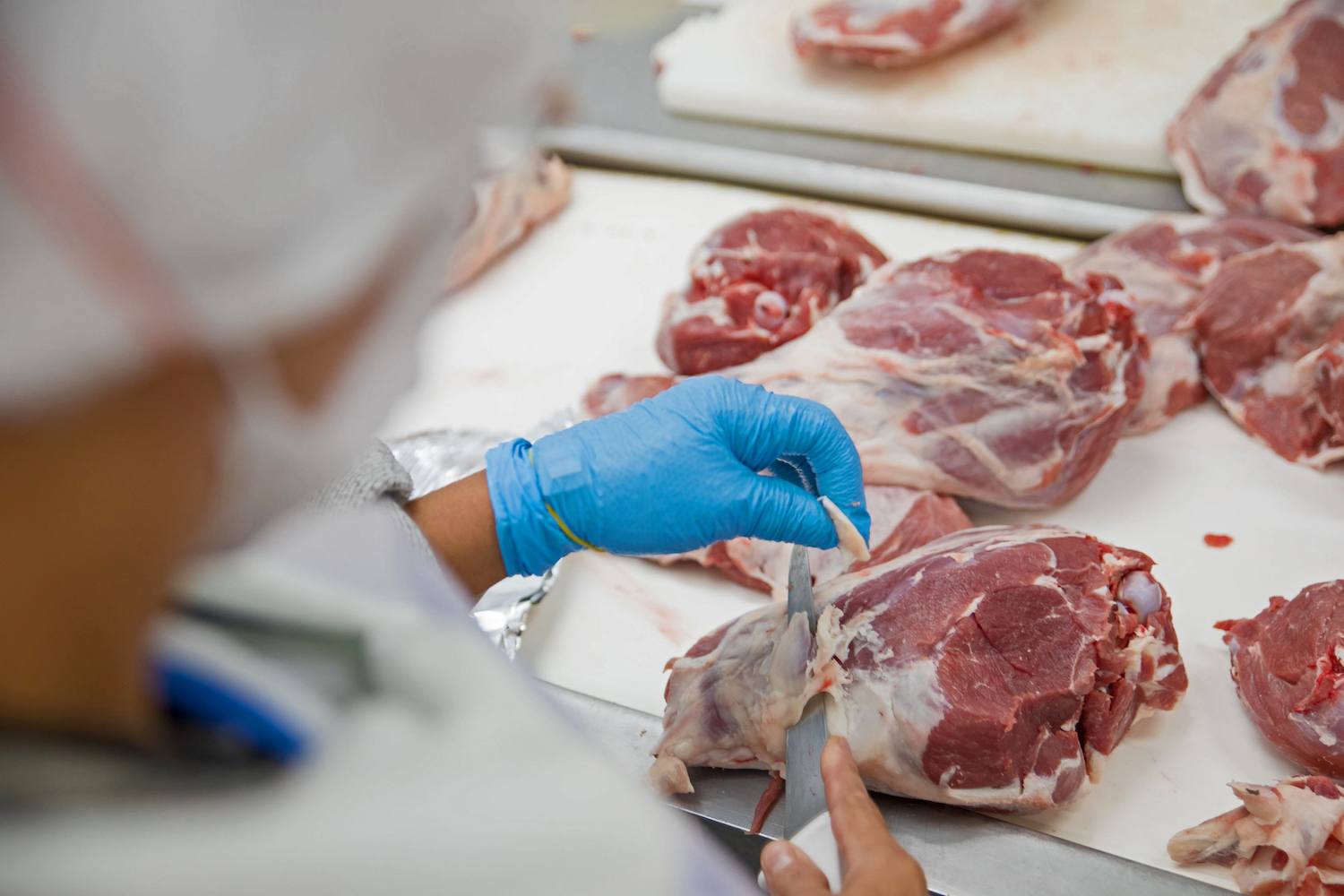 A worker at a meat processing plant, cuts off fat on a cut of meat wearing blue gloves. October 2021